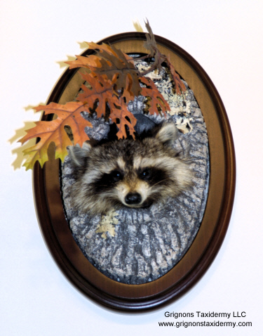 raccoon mount by Reimond Grignon